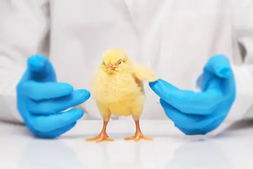 Animal_Diagnostics